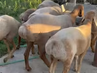 母羊, Arashan sheep — 照片 4