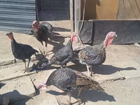 Turkeys — foto 1