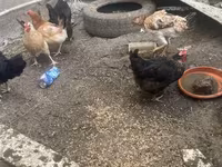 Chickens — Foto 1
