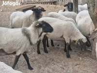 Pecora, Tsigai sheep — foto 4
