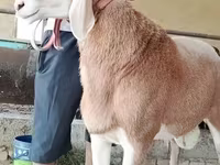 Widder, Arashan sheep — Foto 2