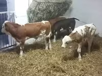گاو و گوساله (گروه، جنسیت مشخص نشده), Simmental cattle — عکس 3