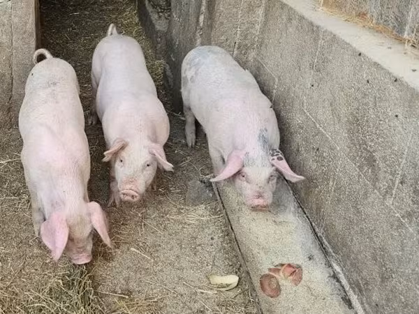 Babi (batch, jenis kelamin tidak disebutkan), Pigs