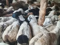 مینڈھا, بھیڑیں — تصویر 1