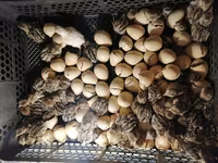 Quails — photo 3