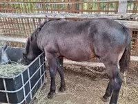 Cavallo, Cavalli — foto 8