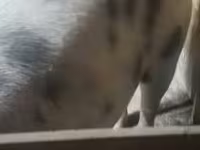 Säue, Schweine — Foto 6