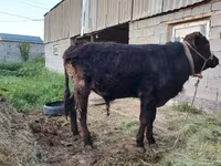 گاو نر, Simmental cattle — عکس 2