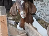 แพะตัวผู้, Boer goat — รูปภาพ 2