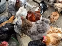 Chickens — foto 1