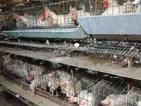 Chickens — 1 зураг