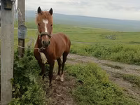 Horse (M), Azerbaijan horse — photo 1