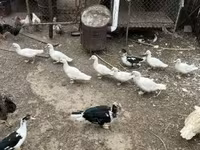 Ducks — عکس 1