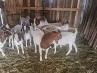 แพะตัวผู้, Boer goat — รูปภาพ 3