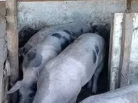 Porci (lot, sex nespecificat), Porci — foto 5