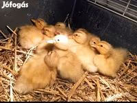 Ducks — Foto 1