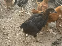 Chickens — picha 1