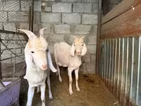 Kambing betina, Goats — foto 3