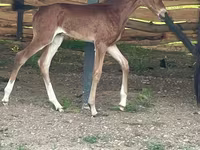 Kůň, Akhal-Teke — foto 2