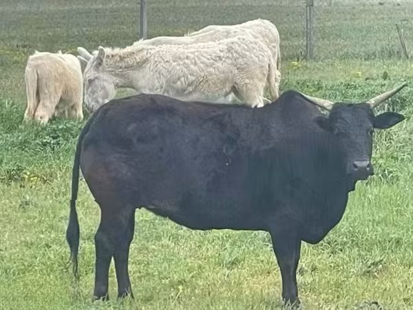 Cattle (batch, sex not specified), Cattle — Hungary