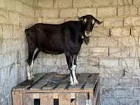 بز ماده, بز — عکس 1