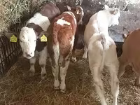 گاو نر, Simmental cattle — عکس 2