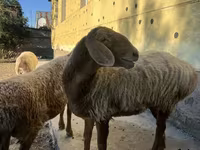 Ovce, Arashan sheep — foto 1