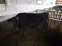 Cow, Cattle — photo 4