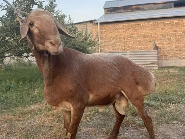 Beran, Ovce