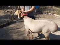 میش, Arashan sheep — عکس 1