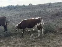 İnek, Latvian Blue cattle — foto 3