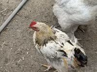 Chickens — foto 4