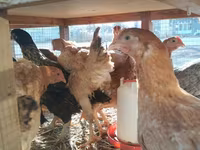 Chickens — fotografija 3