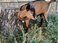 Goat, Alpine goat — photo 4