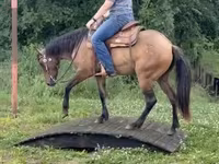 母马, Quarter Horse — 照片 8