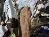 گاو نر, Simmental cattle — عکس 1