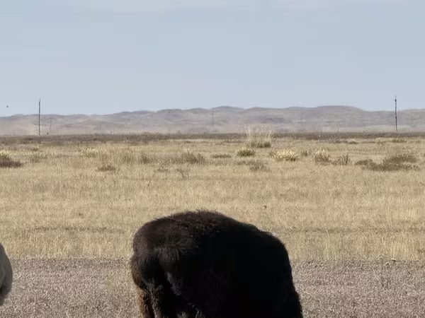 كبش, Edilbay sheep