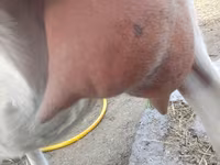 बकरा, Saanen goat — फ़ोटो 8