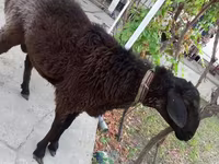 Kambing jantan, Sheep — foto 3