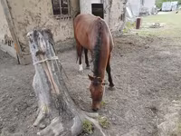 Адуу, Karachay horse — 3 зураг