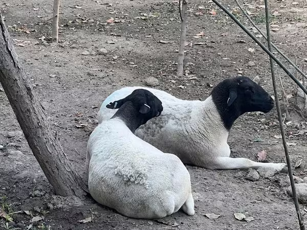 Koyun, Dorper sheep