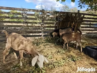 Cabra, Nubian Goat — foto 3
