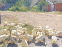Ducks — عکس 4
