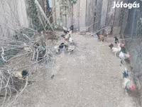 Chickens — الصورة 3