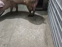 Eber, Schweine — Foto 4