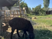मेढ़ा, Arashan sheep — फ़ोटो 3