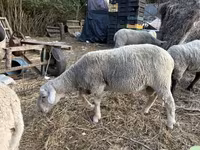 Carneiro, Merino sheep — foto 2