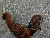 Chickens — عکس 2