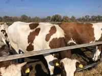 Sapi, Red-spotted breed — foto 3