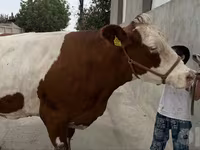 گاو ماده, Simmental cattle — عکس 6